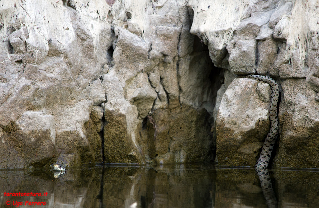 Natrix in gravina, foto e video